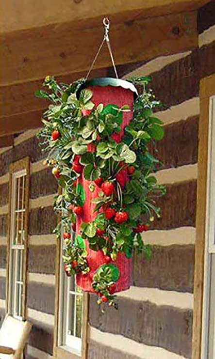 Strawberry & Herb Planter