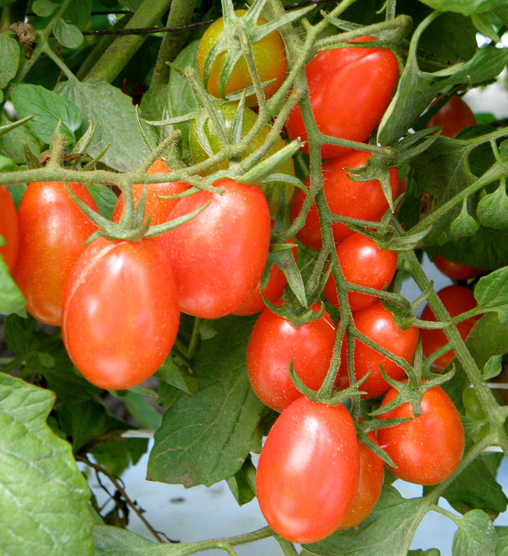 Tomato Grape Cluster