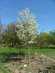 Serviceberry Tree form Amelanchier Canadensis