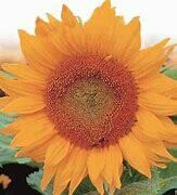 Sunflower Golden Hedge