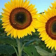 Sunflower Taiyo