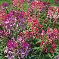 Cleome Color Fountain Mix