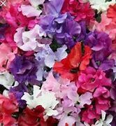 Sweet Pea Spencer Giant Mix