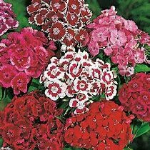 Sweet William Mixed Colours