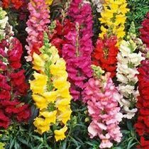 Snapdragon McKenzie's Best Dwarf Mix