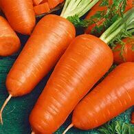 Carrot Chantenay Organic