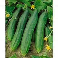 Cucumber Straight Eight Organic