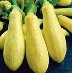 Squash Ely Straight Neck Organic