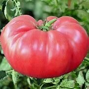 Tomato Brandywine Organic