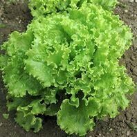 Lettuce Salad Bowl Organic