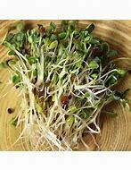 Sprouts Sandwich Booster Organic