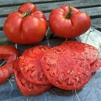 Tomato Beefsteak Organic