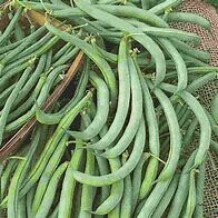 Bean Tendergreen Organic