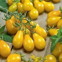 Tomato Yellow Pear Organic