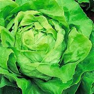 Lettuce Bibb Organic