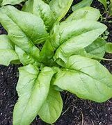 Spinach Virofly Organic
