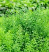 Dill Organic