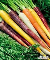 Carrot Rainbow Mix Organic