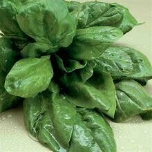 Spinach Olympia