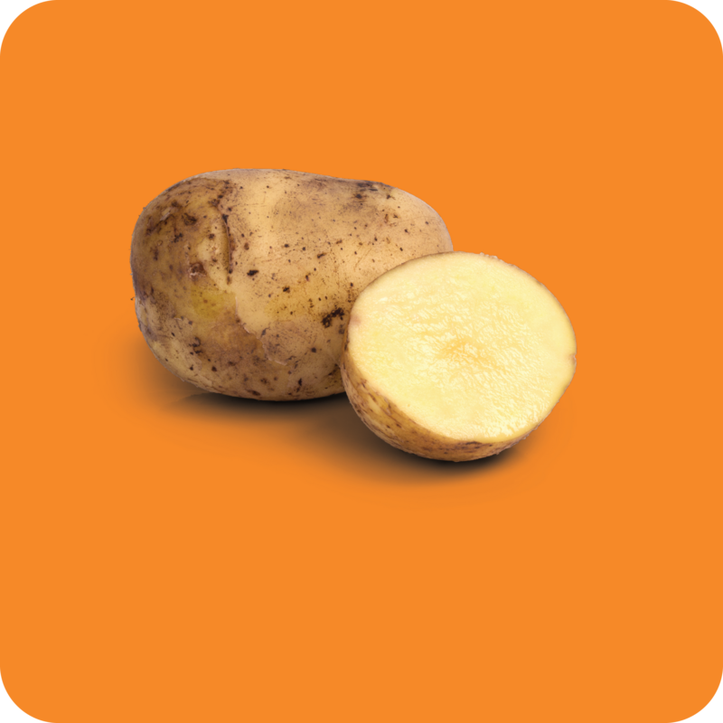 AARDAPPEL, UI & KNOFLOOK