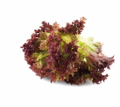 Lollo rossa per doos 12 stuk