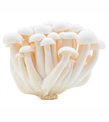 Champignons Beukenzwam wit 10x150 gram