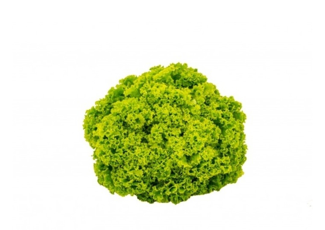 Lollo bionda per 4 stuk