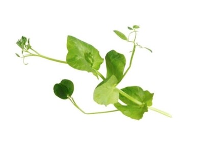 Salad pea per 2 tray