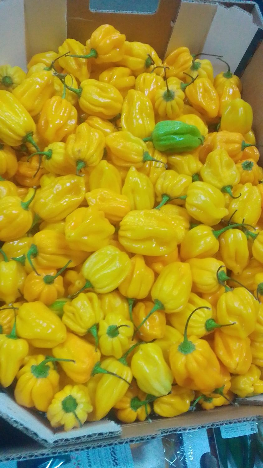 Habanero peper geel per 2 kilo