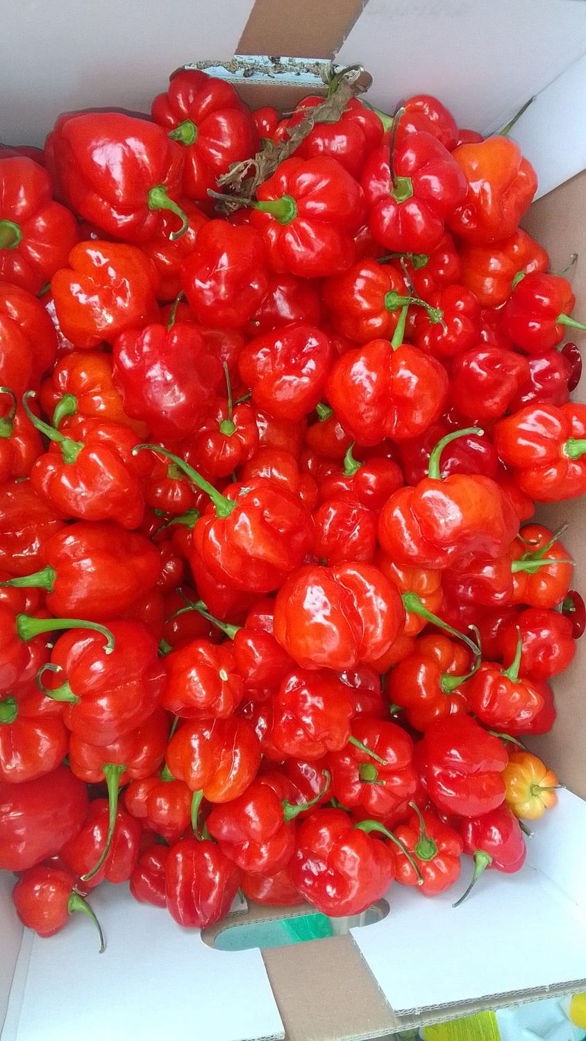 Habanero peper rood per 4 kilo