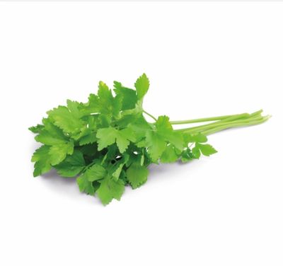 Koriander 20 bos in witte doos