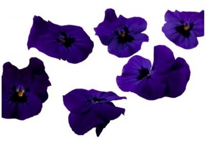 1x Eetbare bloemen Viooltjes Paars per 22 stuk