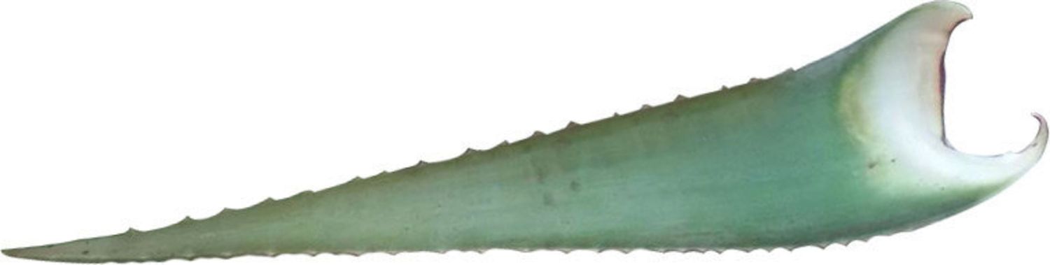 Aloe Vera blad 500/700 gram per stuk