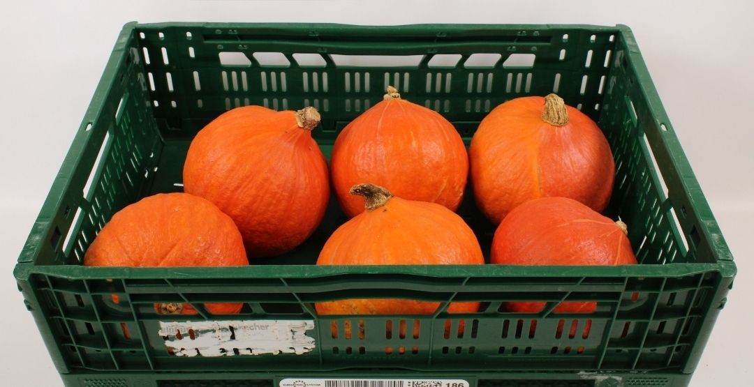 Oranje pompoen per doos 