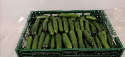 Snackkomkommers/ mini komkommers per kist 