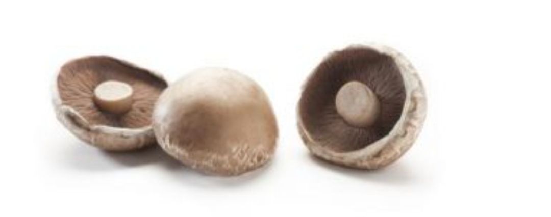 Champignons Portobello 1,5 kilo