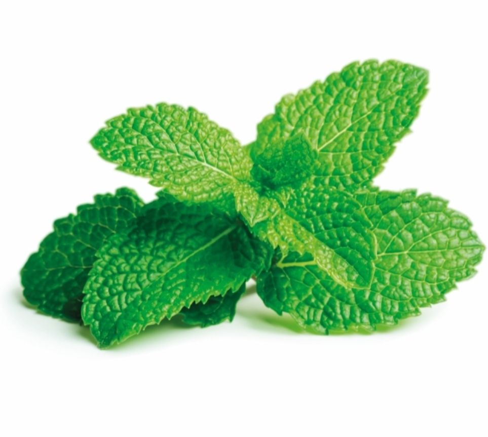 Munt/mint per bos