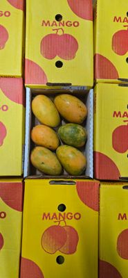 MANGO by AIR/vliegmangos per doos 4 kg