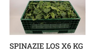 Spinazie los 6 kg per kist