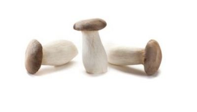 Champignon King Boleet/Eryngii/Koningsoesterzwam per kilo