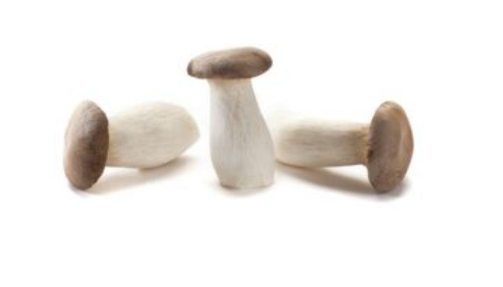 Champignon King Boleet/Eryngii/Koningsoesterzwam per kilo