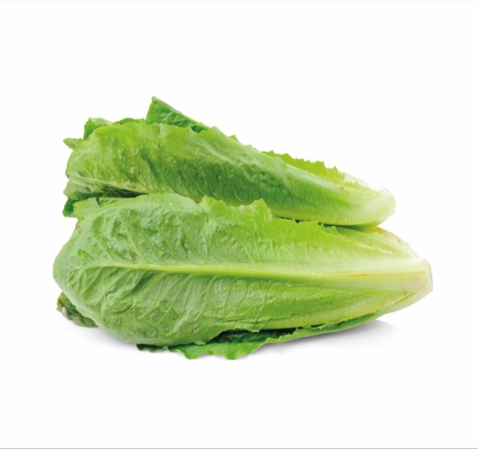 Romeinse sla/ romanosla NL verpakt per kist 8/10 stuk