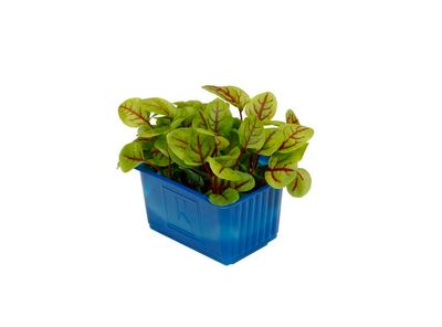 Vene cress x 16