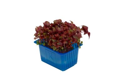 Shiso Purple x 16