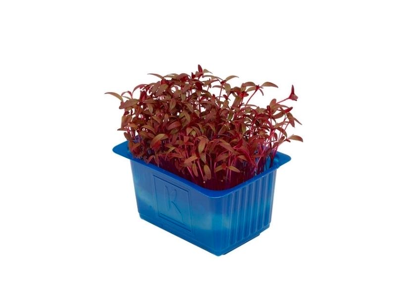 Scarlet Cress x 16