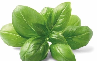 Basilicum in pot x 6
