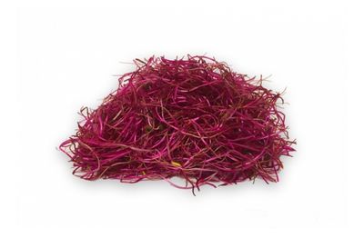 Rode bietsprouts/ scheuten 8 x 50 gram