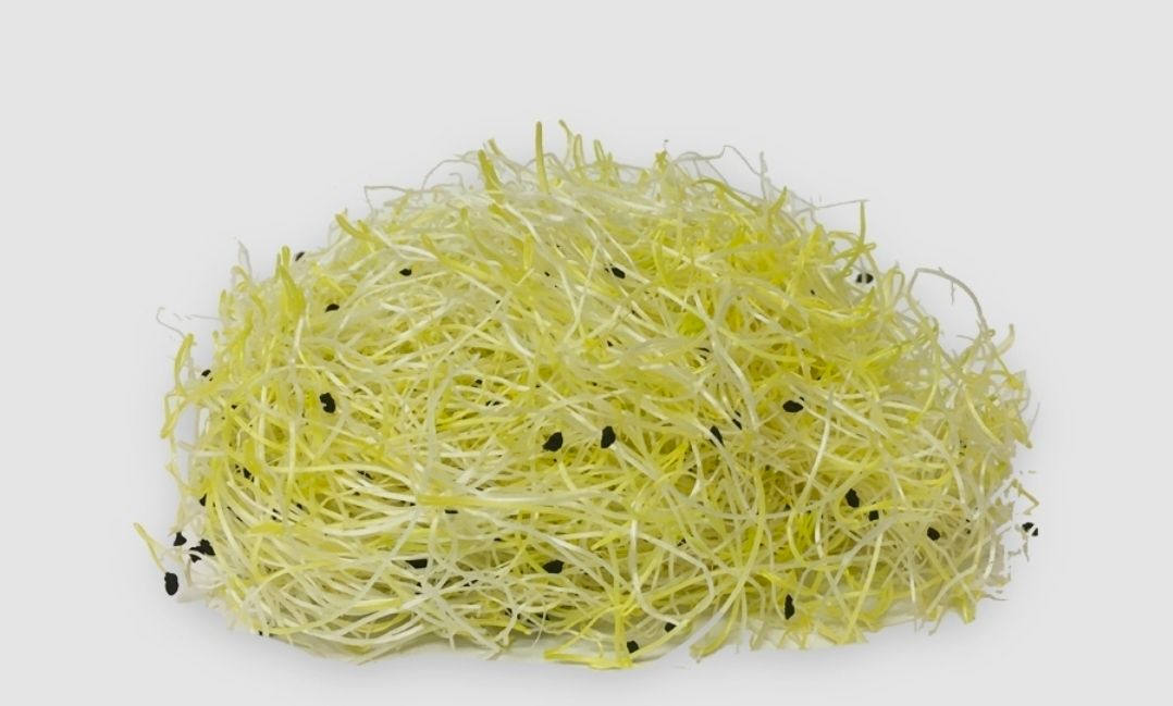 Prei sprouts/ scheuten 8 x 50 gram