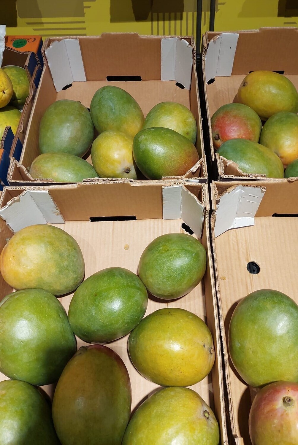 Mangue