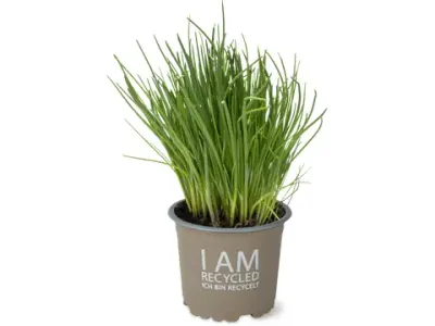 Ciboulette Pot 10.5cm · Bio